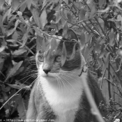 Photo de Chat domestique