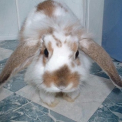 Photo de Lapin