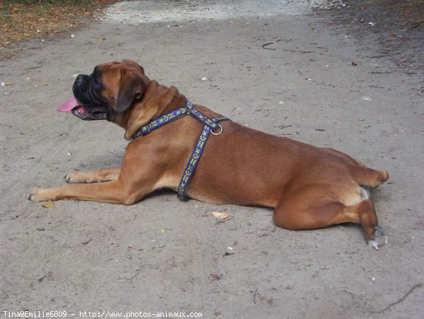 Photo de Boxer