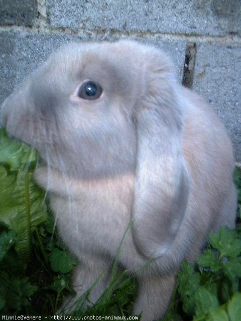 Photo de Lapin