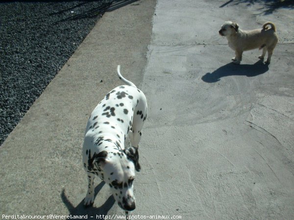 Photo de Races diffrentes