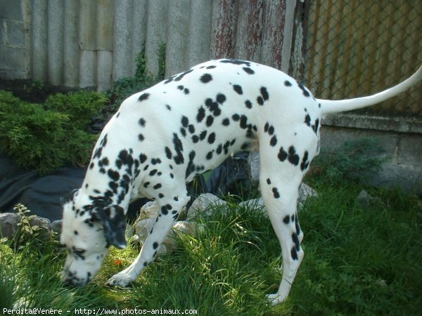 Photo de Dalmatien