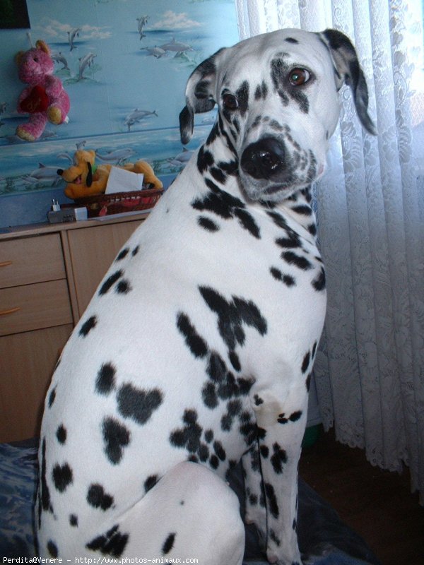 Photo de Dalmatien