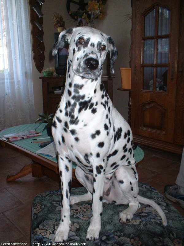 Photo de Dalmatien