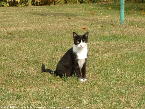 Photo de Chat domestique