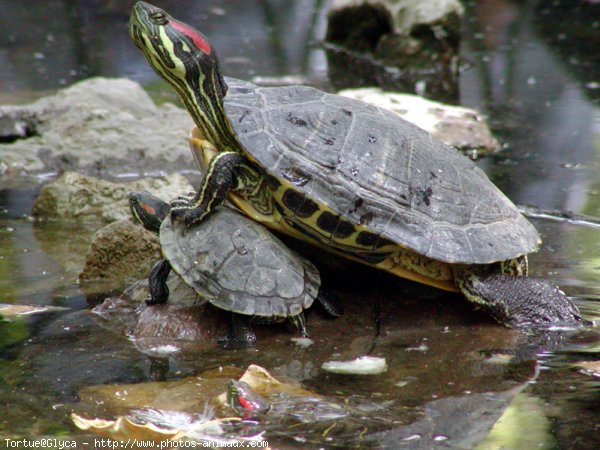 Photo de Tortue