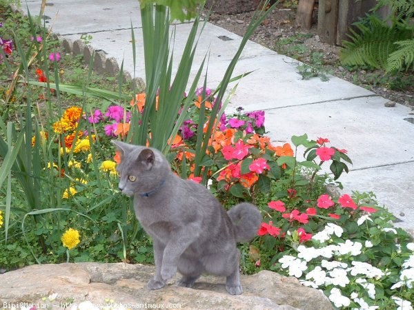 Photo de Chat domestique