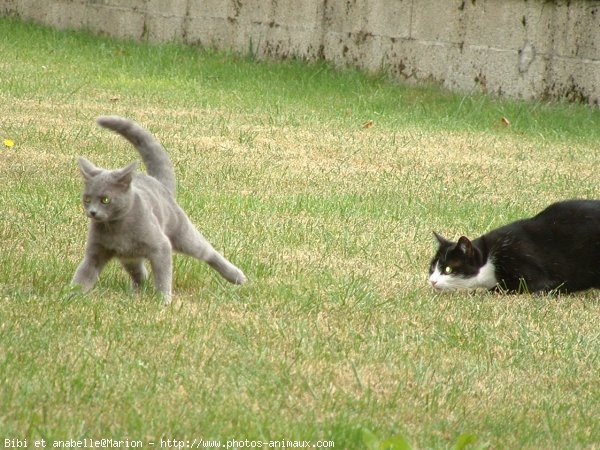 Photo de Chat domestique