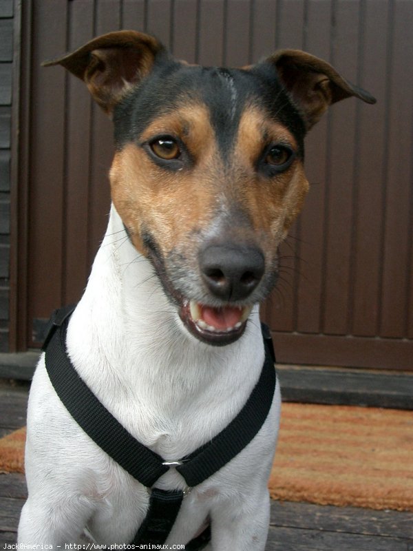 Photo de Jack russell terrier