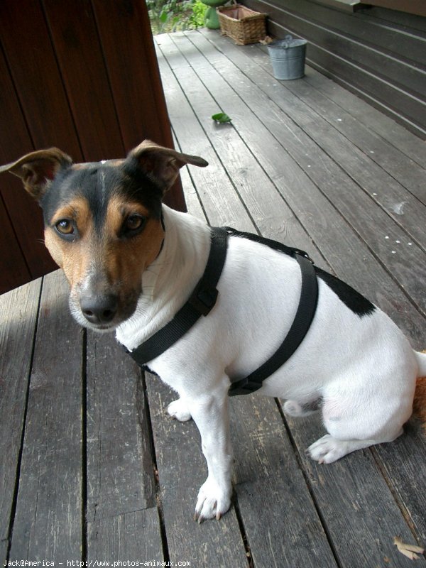 Photo de Jack russell terrier