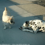 Photo de Races diffrentes