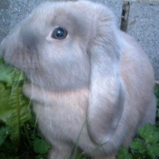 Photo de Lapin