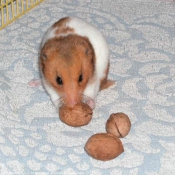 Photo de Hamster