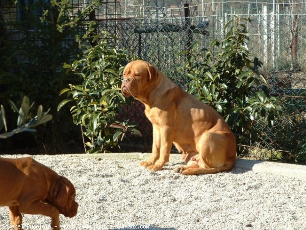 Photo de Dogue de bordeaux