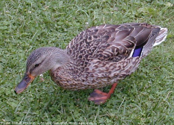 Photo de Canard