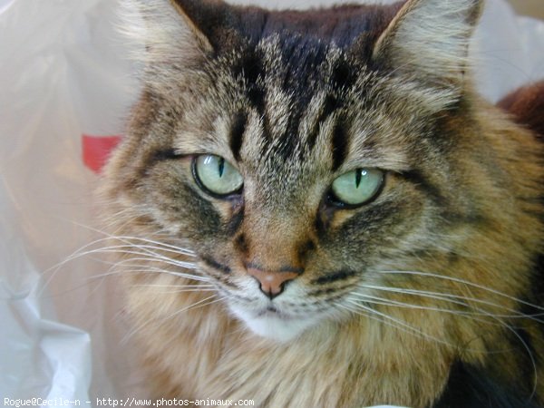 Photo de Maine coon