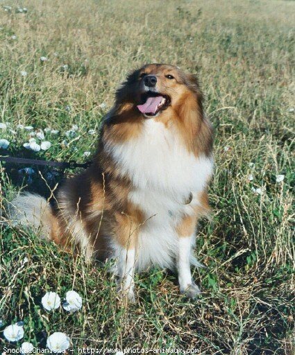 Photo de Chien de berger des shetland