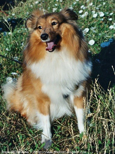 Photo de Chien de berger des shetland