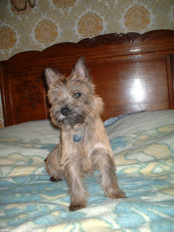 Photo de Cairn terrier