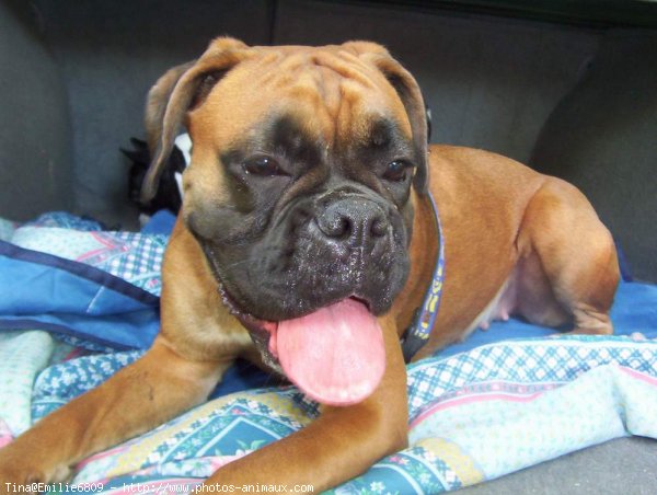 Photo de Boxer