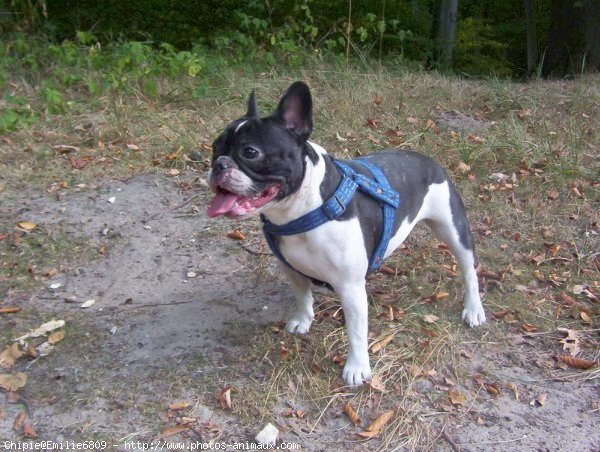 Photo de Bouledogue franais