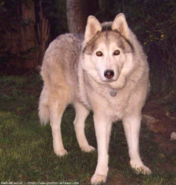 Photo de Husky siberien