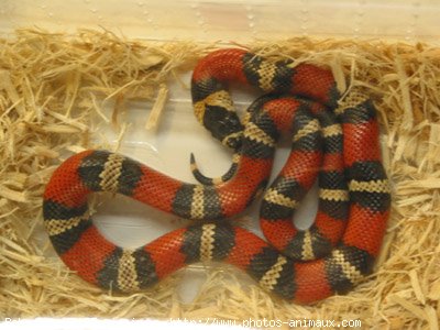 Photo De Serpent Bebe Serpent N 1958 Sur Photos Animaux Com