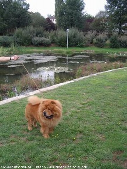 Photo de Chow chow