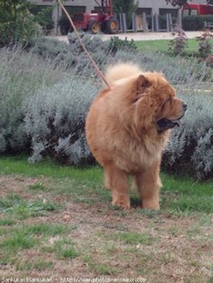 Photo de Chow chow