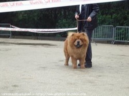 Photo de Chow chow