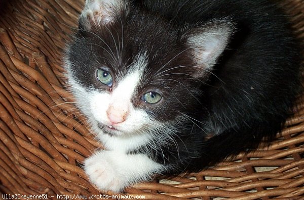 Photo de Chat domestique