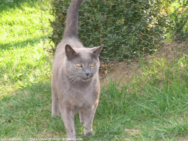 Photo de Chartreux