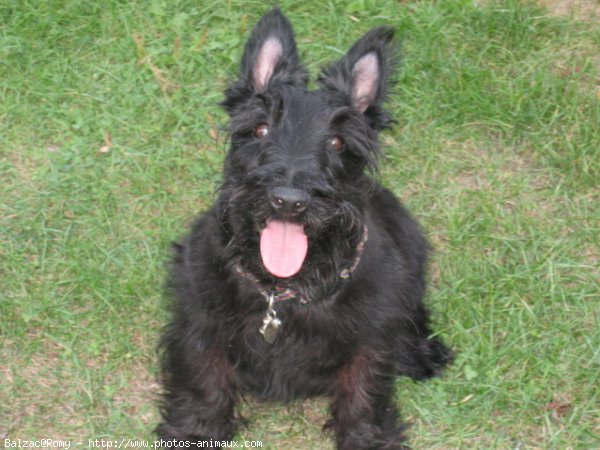 Photo de Scottish terrier