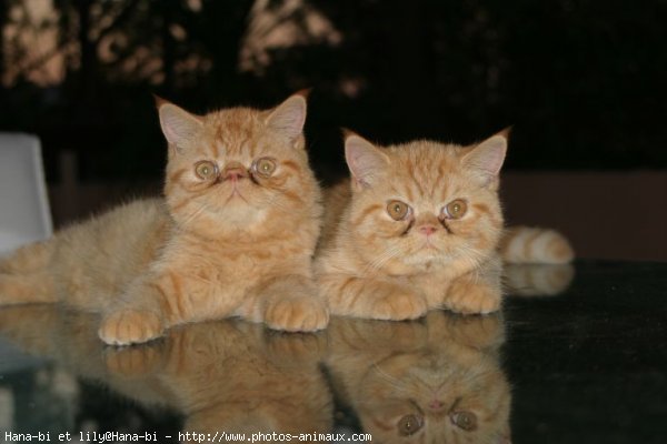 Photo d'Exotic shorthair