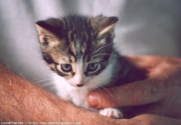 Photo de Chat domestique