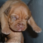 Photo de Dogue de bordeaux