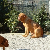 Photo de Dogue de bordeaux