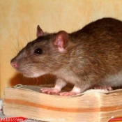 Photo de Rat