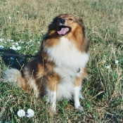 Photo de Chien de berger des shetland