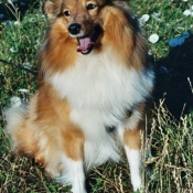 Photo de Chien de berger des shetland