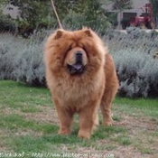 Photo de Chow chow