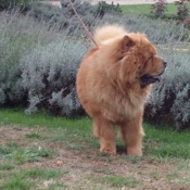 Photo de Chow chow