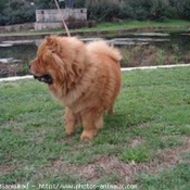 Photo de Chow chow