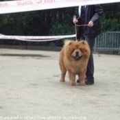 Photo de Chow chow