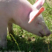 Photo de Cochon