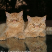 Photo d'Exotic shorthair