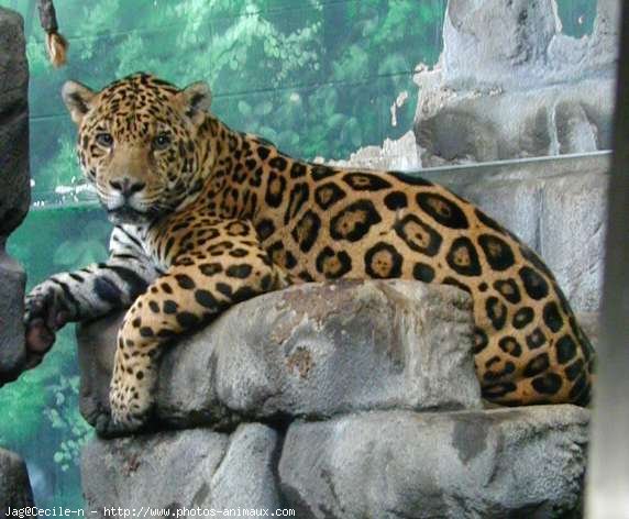 Photo de Jaguar