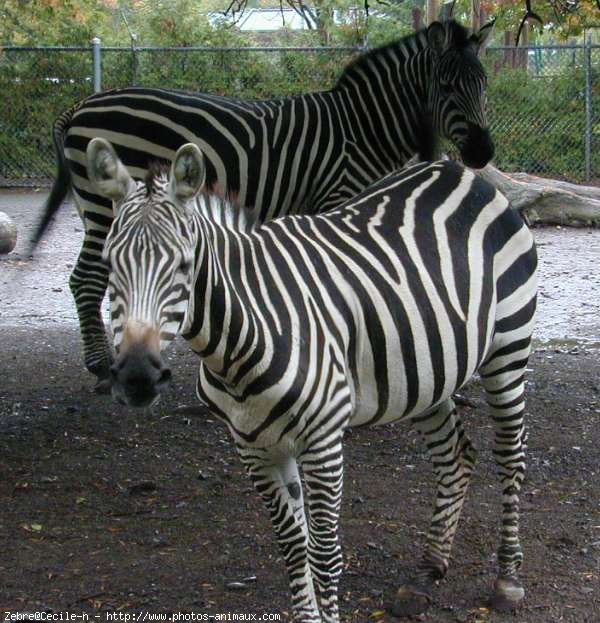 Photo de Zebre