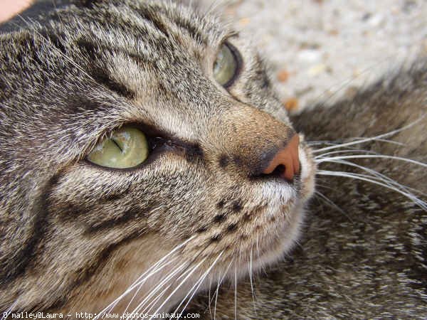 Photo de Chat domestique