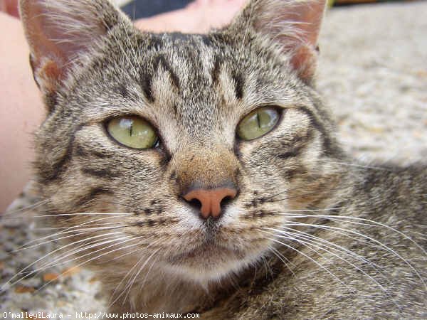 Photo de Chat domestique